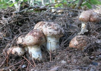 四川高原特產有哪些 丹巴縣革什扎鄉卓斯尼村林果種植專業合作社 野生天麻