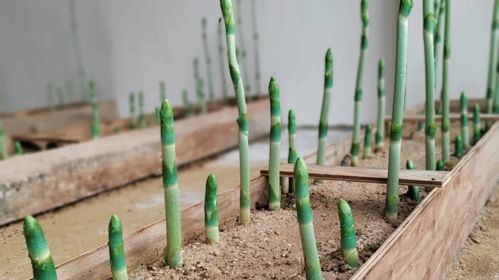 打造騰沖 翡翠天麻 品牌 助力全國林下天麻產(chǎn)區(qū)建設(shè)