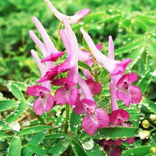 深山藏寶庫,磐安這山,全國唯一