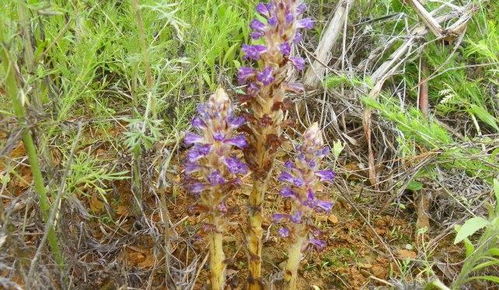 這植物,開花不長(zhǎng)葉,神似天麻,價(jià)值比天麻大,遇見是你福氣 網(wǎng)易訂閱