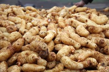 冬季中醫(yī)食療養(yǎng)生篇 天麻