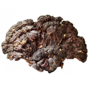 探秘天麻野生特級(jí) 功效、市場(chǎng)與選購指南