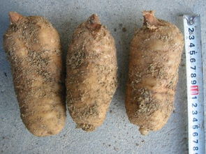 徐洪熊教大家種植天麻，發(fā)家致富之路