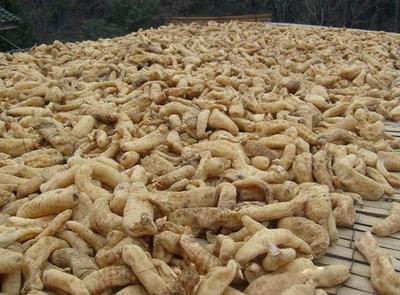 古代釀中珍品，天麻 無根無葉高兩米，曬干一斤三百元