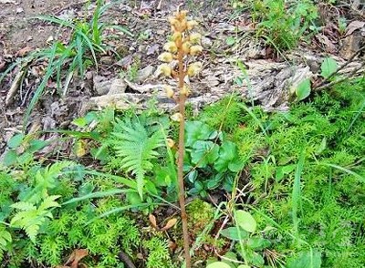 天麻的功效與作用詳解，野生天麻的禁忌及食用方法